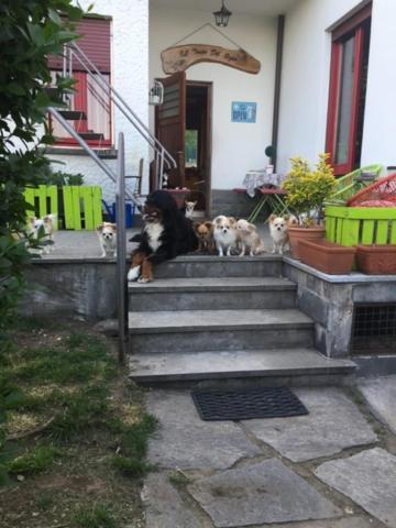 B&B Il Tempo Del Sogno Con Cani E Gatti Pet&Breakfast Baveno Bagian luar foto